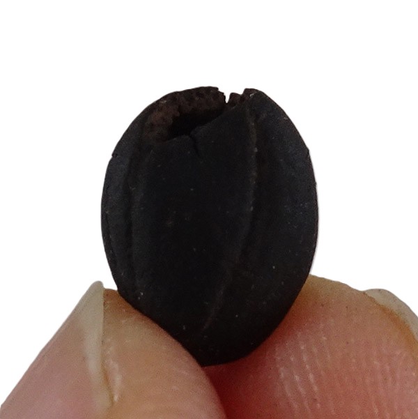 Styrax maximus