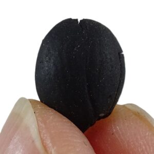 Styrax maximus VENDIDO