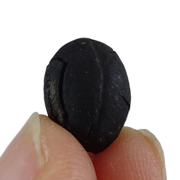 Styrax maximus VENDIDO - Imagen 2