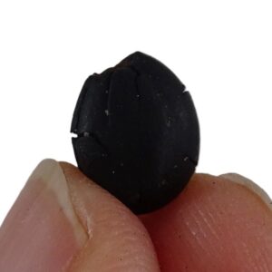 Styrax maximus