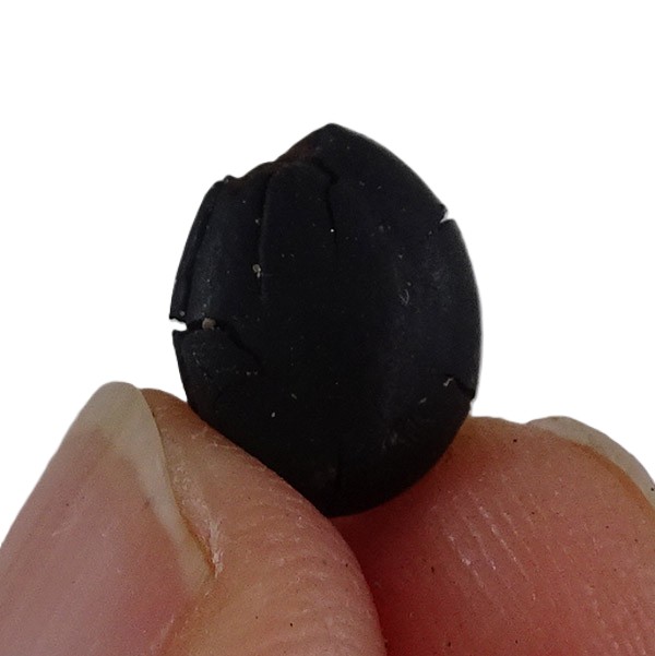 Styrax maximus