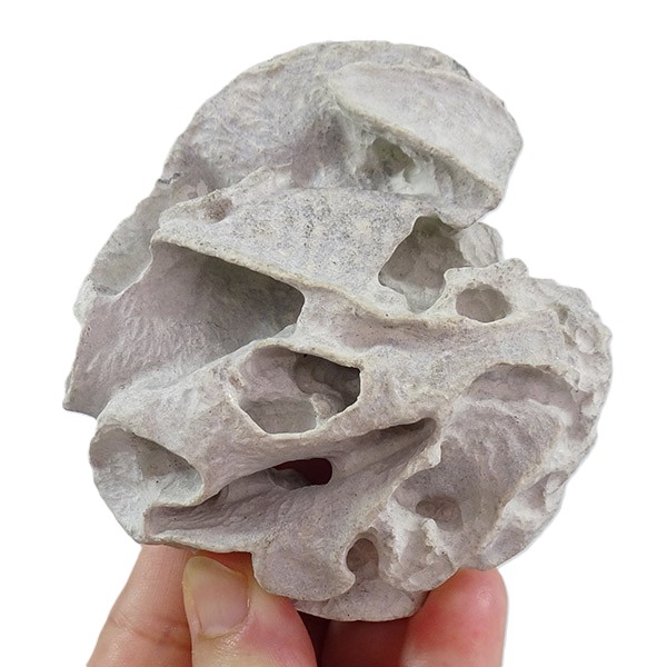 Exanthesis meandrina