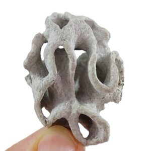 Exanthesis meandrina