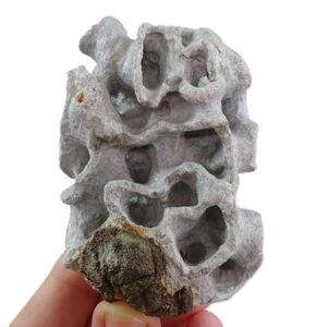 Exanthesis meandrina