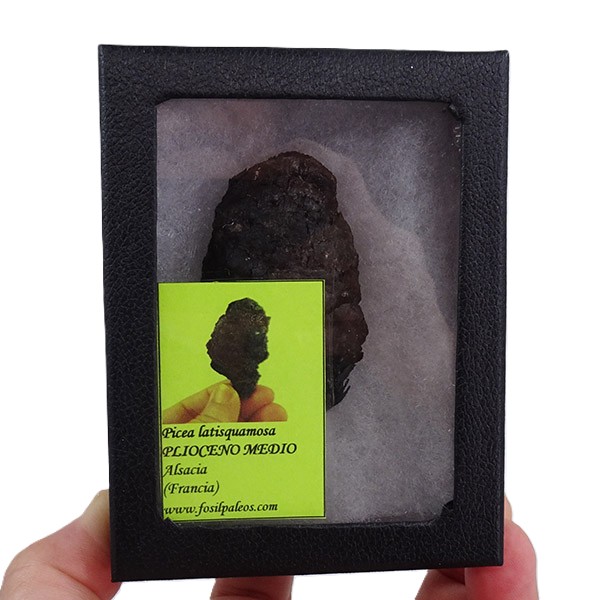 Picea latisquamosa - Imagen 4