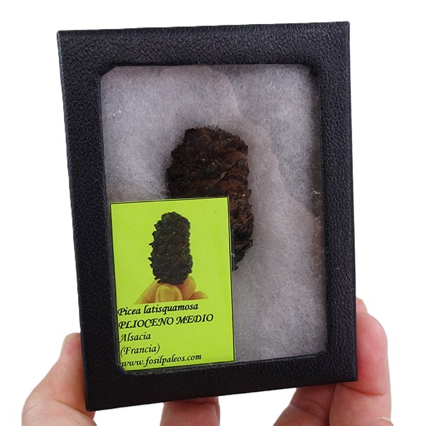 Picea latisquamosa - Imagen 4