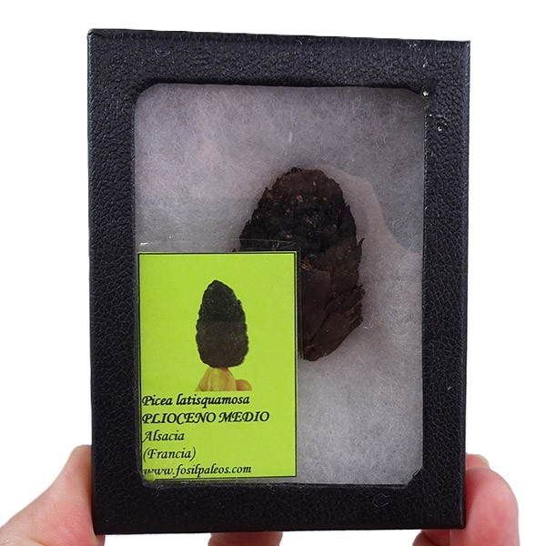 Picea latisquamosa VENDIDO - Imagen 4