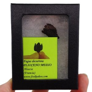 Fagus decurrens VENDIDO