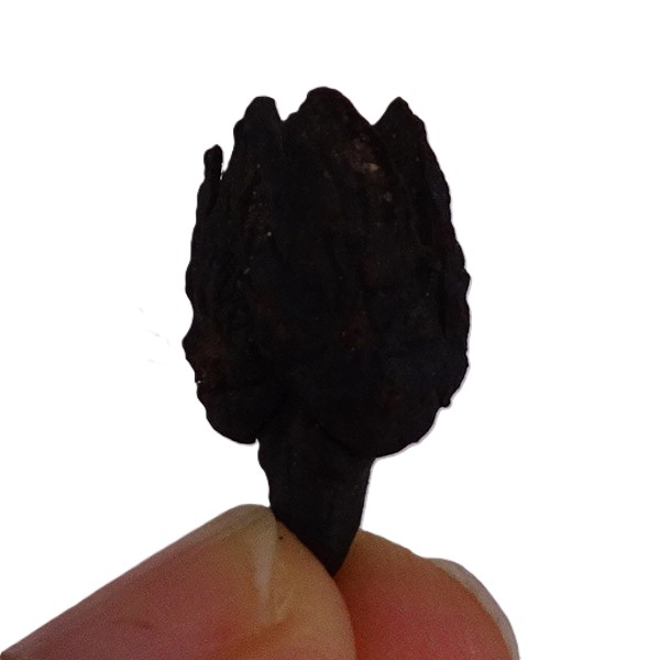 Fagus decurrens VENDIDO - Imagen 4