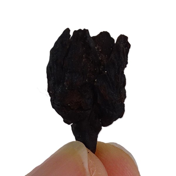 Fagus decurrens VENDIDO - Imagen 3
