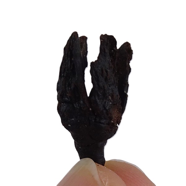 Fagus decurrens VENDIDO - Imagen 2