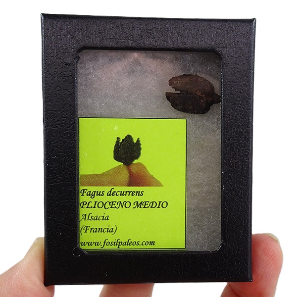 Fagus decurrens VENDIDO - Imagen 2
