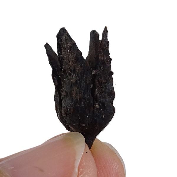 Fagus decurrens VENDIDO - Imagen 4