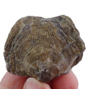 Desquamatia (Variatrypa) zonata