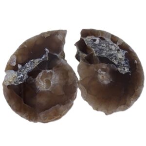 Kamerunoceras sp.