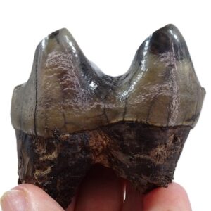 Deinotherium levius