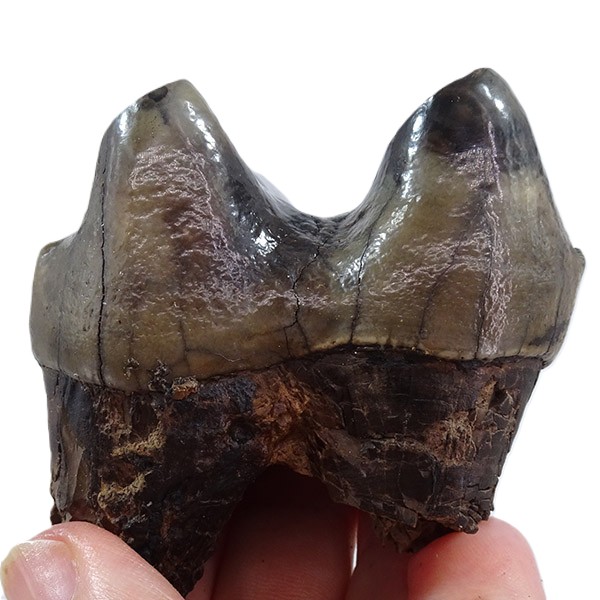 Deinotherium levius