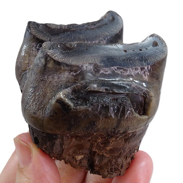 Deinotherium levius - Image 3