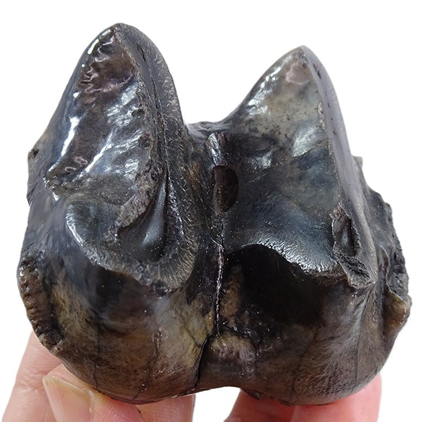 Deinotherium levius - Image 4