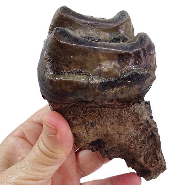 Deinotherium levius - Image 2