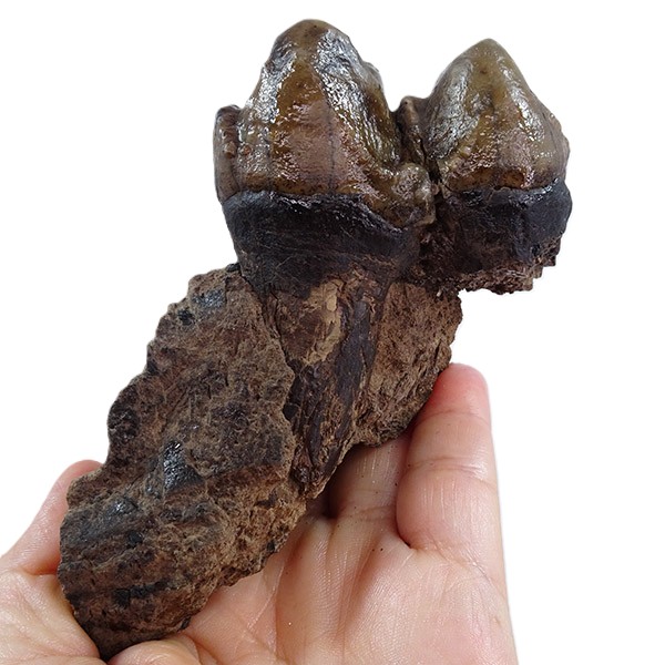 Deinotherium levius - Image 3
