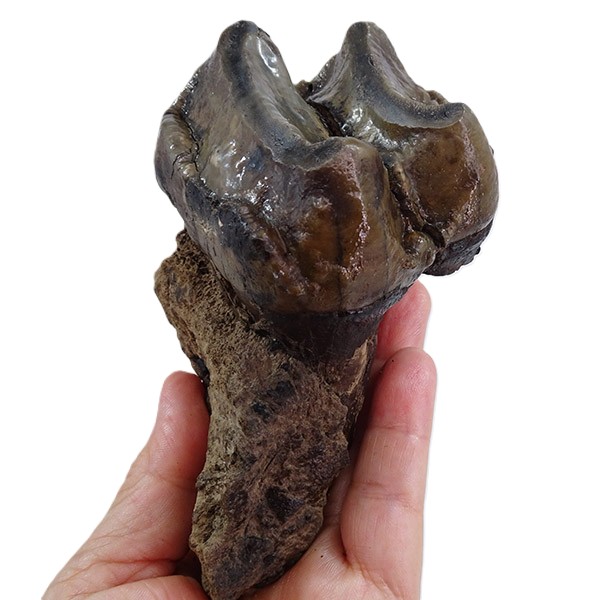 Deinotherium levius - Image 4