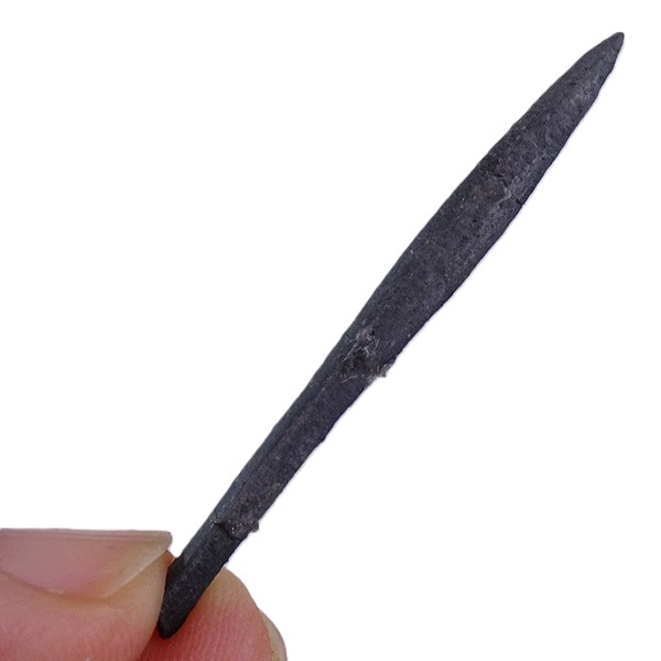 Hastites (Subhastites) microstylus - 画像 (4)