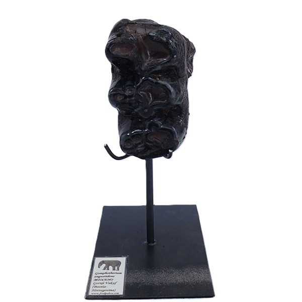 Gomphoterium angustidens - Imagen 2