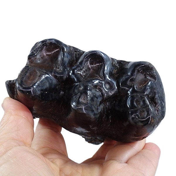 Gomphoterium angustidens - Imagen 3