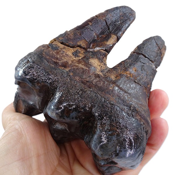 Gomphoterium angustidens - Imagen 4
