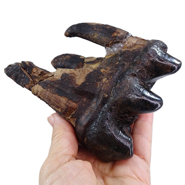Gomphoterium angustidens - Imagen 5
