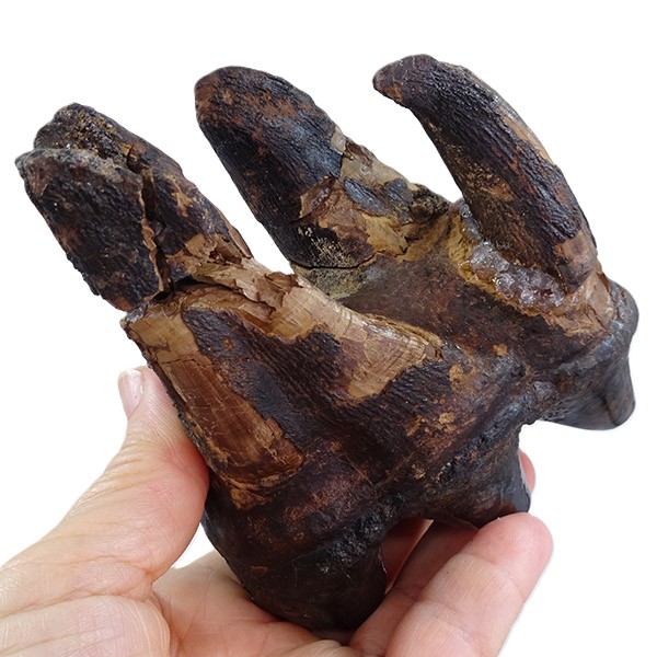 Gomphoterium angustidens - Imagen 6