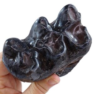 Gomphoterium angustidens