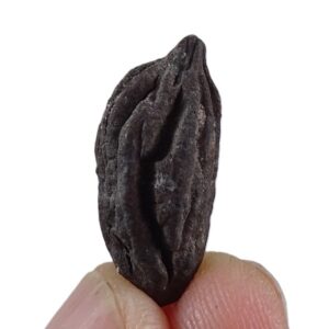 Mastixia amygdalaeformis