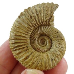 Perisphinctes (Dichomoceras) stenocycloides 売却済み