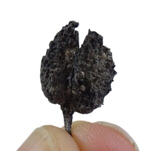 Fagus deucalionis  VENDIDO