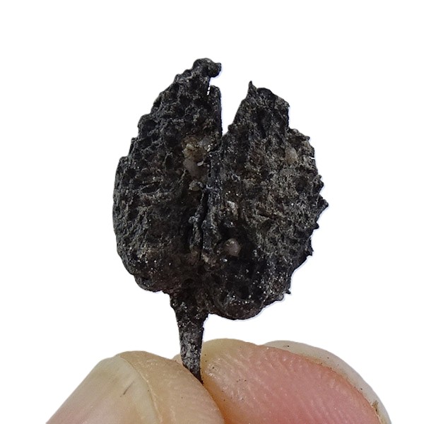 Fagus deucalionis VENDIDO