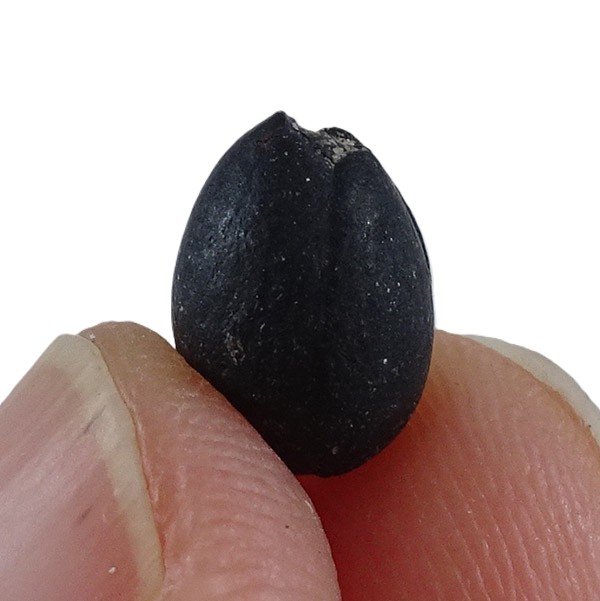 Styrax maximus - Imagen 3
