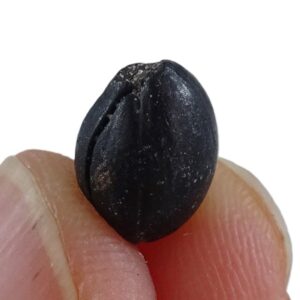 Styrax maximus
