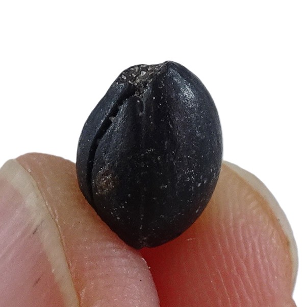 Styrax maximus