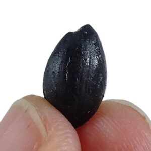Styrax maximus