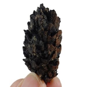 Spruce broad-scaled