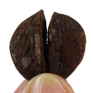 Carya moenana