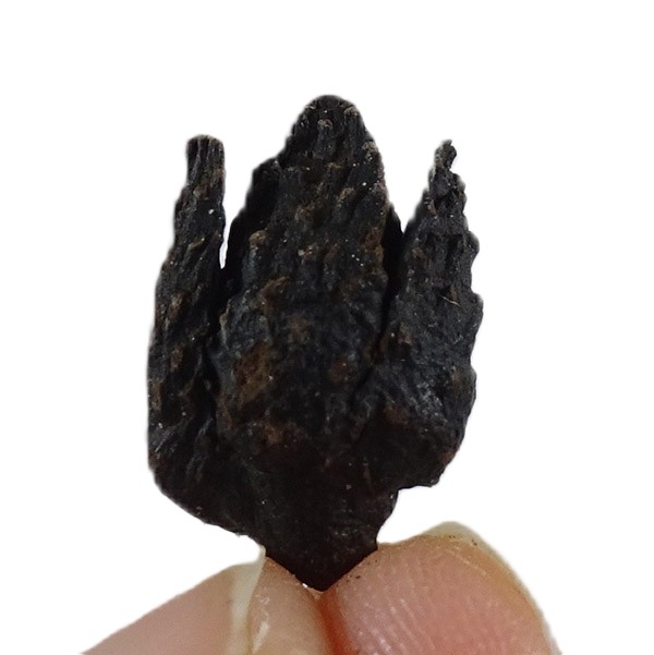 Fagus decurrens:圖片 2