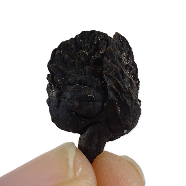 Fagus decurrens:圖片 2