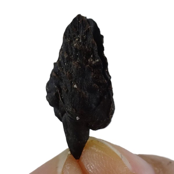 Fagus decurrens:圖片 3