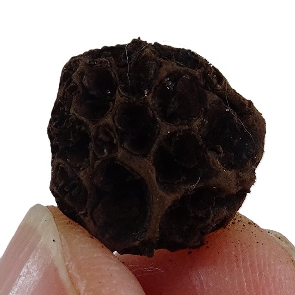 Liquidambar europeum - Image 2