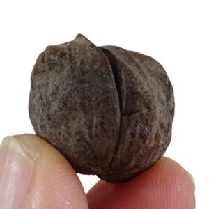 Carya angulata
