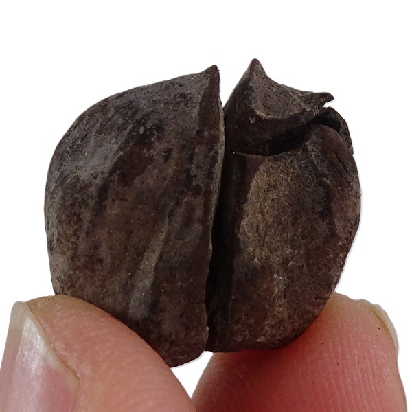 Carya angulata - Imagen 2