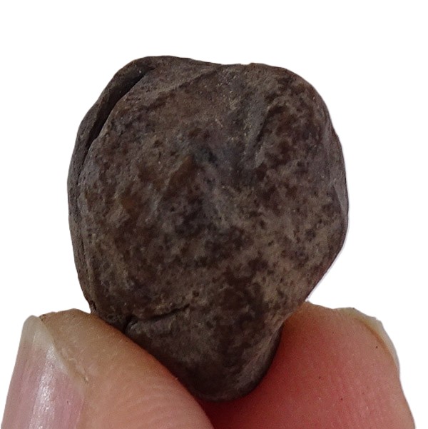 Carya angulata - Imagen 3